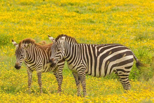 Africa-Tanzania-Ngorongoro Crater Plains zebra adult and young in flower field